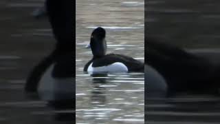 Ringed neck?🦆 #duck #ducks #naturelovers #wildlife #nature 4-23-24