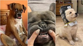 Try Not to Laugh Challenge | 13 Minutes of Funny Dogs 2024