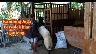 PERSIAPAN  KONTES KAMBING PE 2021 || NM FARM