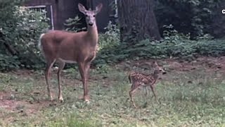 My Encounter this morning in the backyard