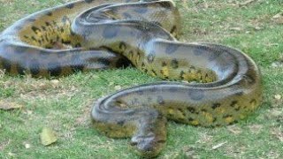 UN ANACONDA DE 15 METRES DECOUVERT AU BRESIL