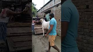 Beautiful white cow uploading in Golbari...........