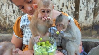 Challenge to eat lotus fruit No one beats baby Angela, she eat fast & keep it full in her mouth