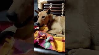 🐕🐕 Dog || #shorts #viralvideo