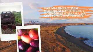 283.МОЛОДОЙ КАРТОФЕЛЬ В БОЧКЕ. В очень сложных условиях.