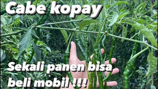 Cabe kopay bisa bikin KAYA MENDADAK!!!