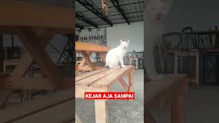 KEHAR AJA SAMPAI #shorts #kucing #kucinglucu #kucingimut #kucingkampung #viral #cats #istanalokajaya