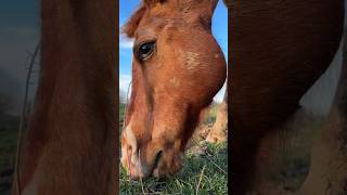 Horse Eats Grass Up Close With Mister Cecil the American Quarter Horse  #shorts