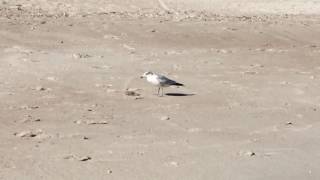 Seagull eating a jellyfish Fernandina Beach, Florida