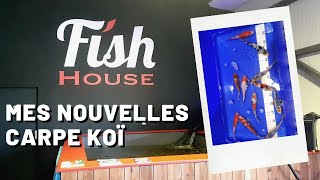 Mes nouvelles Carpe Koï - Fish House ( Magasin Spécialisé )