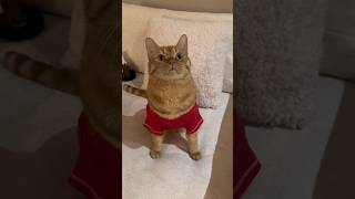 #christmascats #catmeow #shorts #cat #funnycats