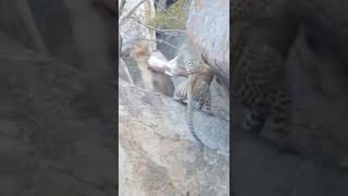 Leopard And Lion Win Food While Very Hungry #animals #wildanimals #shorts #lion #leopard