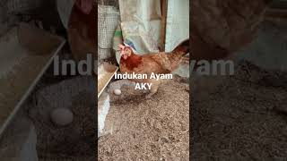 INDUKAN AYAM KAMPUNG AKAYE