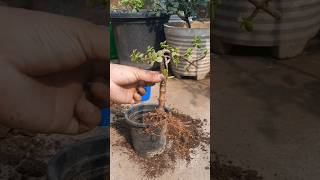 Plant Repotting 124 (Jade Plant).#shorts #trending #viralvideo #garden