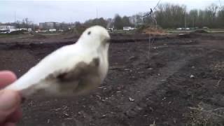 Vogels tellen in Assels bos: 1 dode mus gespot