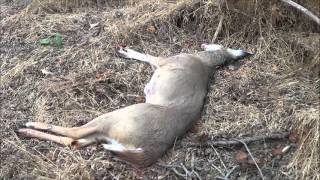 Pennsylvania Archery Doe Kill 2015