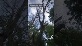 The Death of the Great Beech at Wissahickon Valley Park