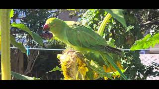 Parrot  eating Sunflower Morning  breakfast   August 2022