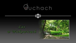 LAS W WITKOWICACH | O duchach