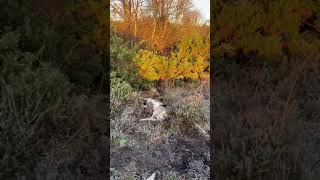 Extraction of a fallow deer 🦌