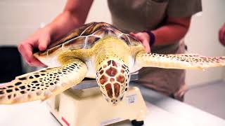 Sea Turtle Rescue at the Houston Zoo