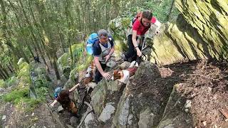 Mountain Dogs in der Mehringer Schweiz