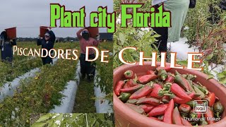 Piscando chile (Trabajos de Agricultura en Plant City Florida) Parte 1