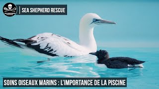 Soins oiseaux marins : l'importance de la piscine