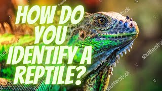 How do you identify a reptile. |How are reptiles different from amphibians?| Educational video.