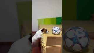 Football time with my dog #jackrussellterrier #euro2024