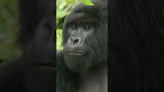 Gorilla Noseprints: The Jungle's Unique ID System! |Paws on the Planet