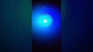 Fish attracting Underwater Blue LED light "Mega Watt"  from IllumiSea