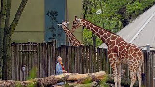 The Woman Who Loves Giraffes (Preview) | Link Voices | Link TV