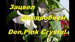 Зацвел Дендробиум. Орхидея Den Pink Crystal.