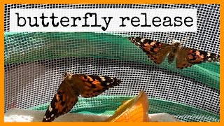 🦋 Releasing Our Painted Lady Butterflies