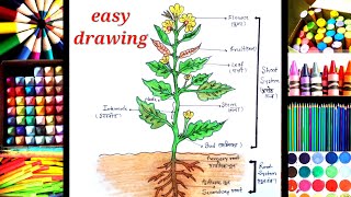 Part of plant ll How to Draw Parts of Plant Diagram ll Plant Diagram Drawing ll Flower Plant Diagram