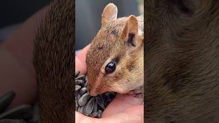 Chippara🐿️ mogumogu time#chipmunk #シマリス #かわいい #もぐもぐタイム #美人さん#cutie