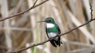 White-throated Hummingbird (Leucochloris albicollis). Uruguay Sept 2014