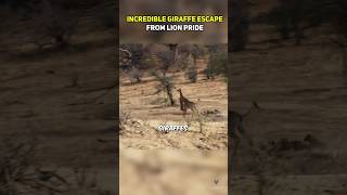 Incredible Giraffe Escape from Lion Pride