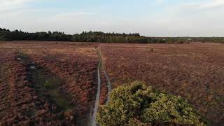 Zuiderheide kleurt paars