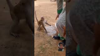 bandar ko cherna mehnga par gaya 😄  🐒 #monkey #viral #animal