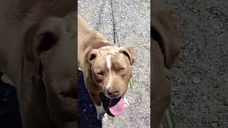 Küçük köpeğimiz Ateş#shorts #short #keşfetedüş #subscribe #tiktok #viral #video #instagram #köpek