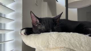 napping on the perch