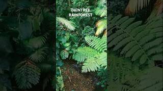 Discover the Daintree Rainforest: A Journey Through Time