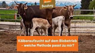 Kälberaufzucht auf dem Biobetrieb - welche Methode passt zu mir?