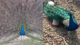 Burung Merak Biru - Blue Peacock - Pavo Cristatus