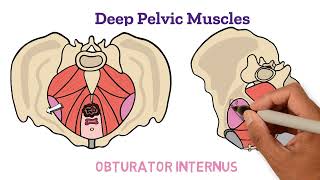 Assessment of Pelvic Floor Muscles: A Video Guide