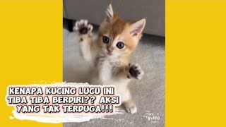 Kenapa kucing lucu ini tiba tiba berdiri?? Aksi yang tak terduga 🙀