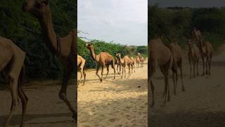 Camels Thari Larges Groups #shorts  #shortvideo  #youtubeshorts