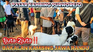 RIVEW HARGA BAKALAN KAMBING JAWA RANDU//PASAR HEWAN PURWOREJO#goat#kambing #pasarkambing